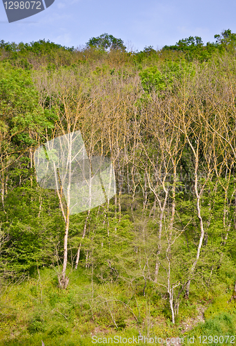 Image of landscape 