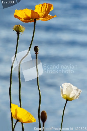 Image of Poppies