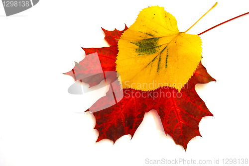 Image of Colored leaves 