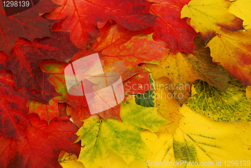 Image of Colored leaves 