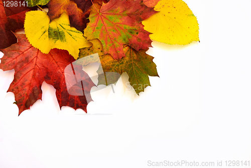 Image of Colorful autumn leaves