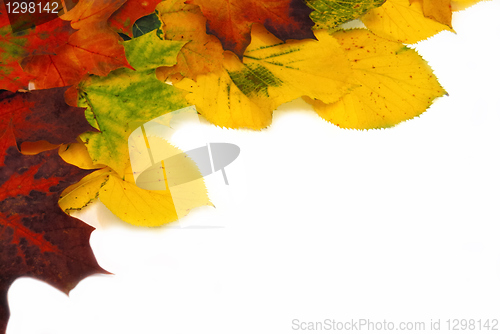 Image of Colorful autumn leaves