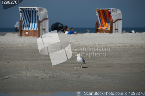 Image of beach scene with seagull