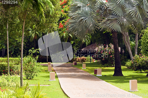 Image of Tropical vegetation.
