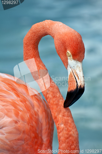 Image of Pink Flamingo.