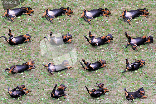 Image of Puppy collage