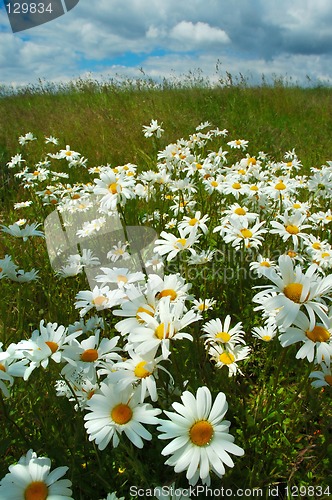 Image of Field of daisies