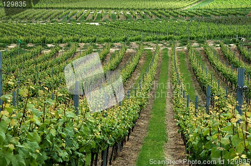 Image of Green vineyard, Germany