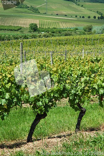 Image of Green vineyard, Germany