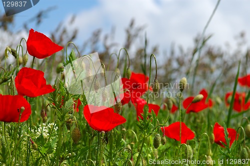 Image of Poppies