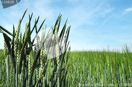 Image of Green rye and blue sky