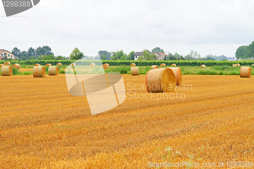 Image of Haystack field