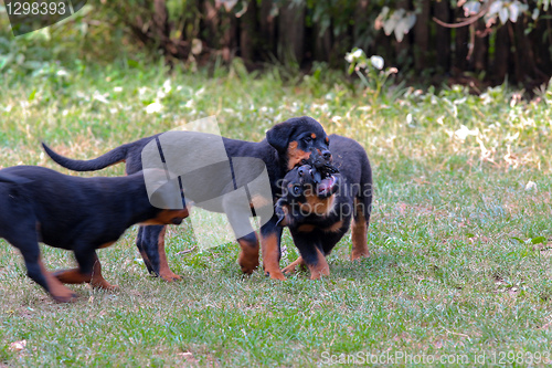 Image of Rottweiler puppies