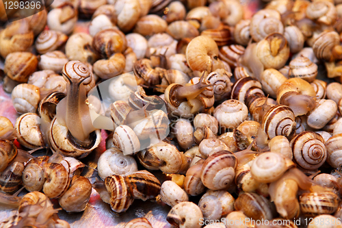 Image of Small sea snails