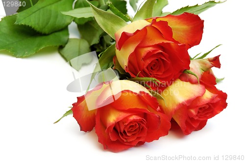 Image of Roses