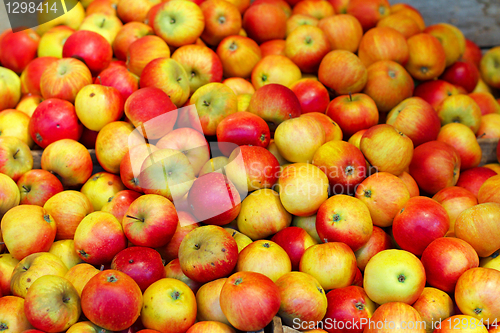 Image of Apples