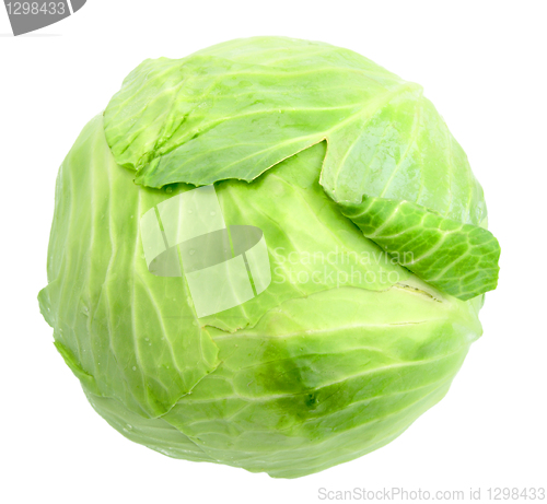 Image of Single green cabbage with dew