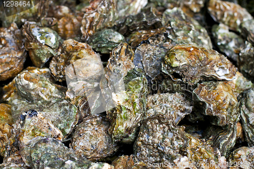 Image of Oysters pile