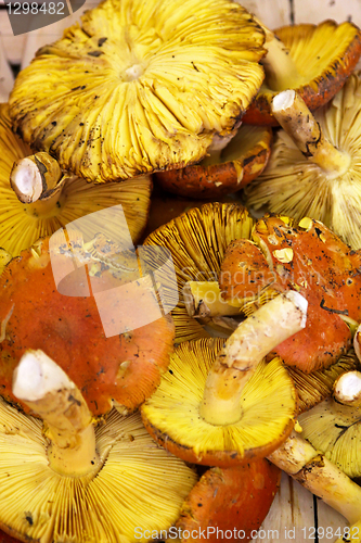 Image of Fresh Chanterelle