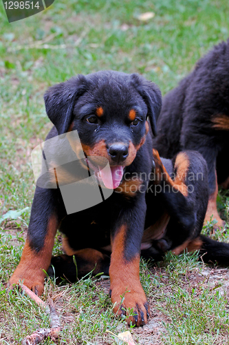 Image of Rottweiler puppy