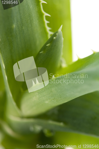 Image of Aloe vera - herbal medicine 