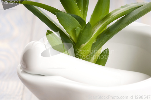 Image of Aloe vera - herbal medicine 