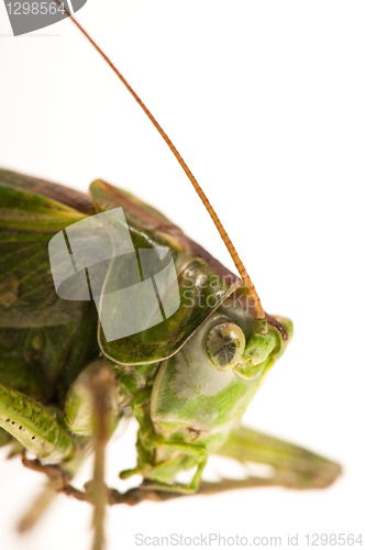 Image of Grasshopper of white background 