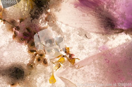 Image of Frozen flowers. blossoms in the ice cube