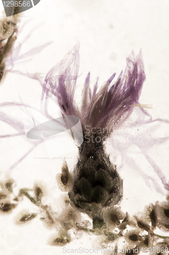 Image of Frozen flowers. blossoms in the ice cube