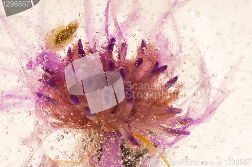 Image of Frozen flowers. blossoms in the ice cube