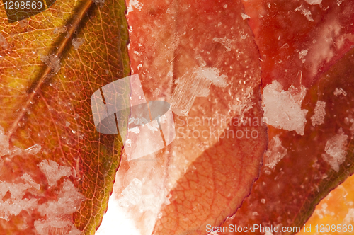 Image of Frozen flowers. blossoms in the ice cube