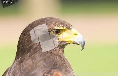 Image of Harris Hawk