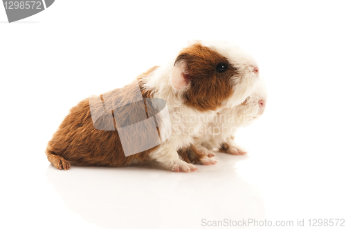 Image of baby guinea pig