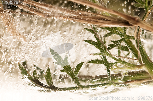 Image of Frozen flowers. blossoms in the ice cube