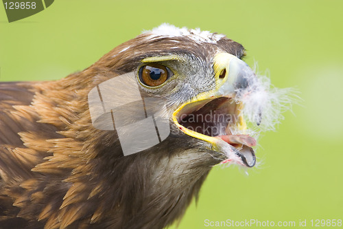 Image of Golden Eagle feeding