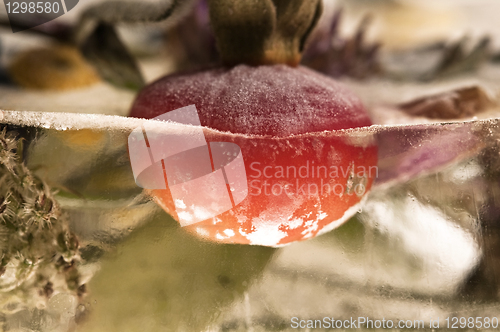 Image of Frozen flowers. blossoms in the ice cube