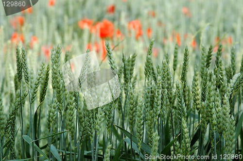 Image of Fild of green rye and red poppies