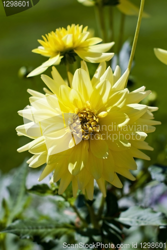 Image of Yellow dahlia