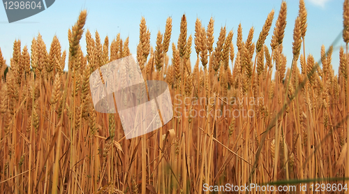 Image of Wheat field