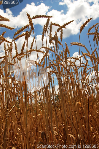 Image of Wheat field