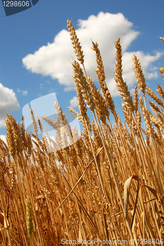 Image of Wheat field