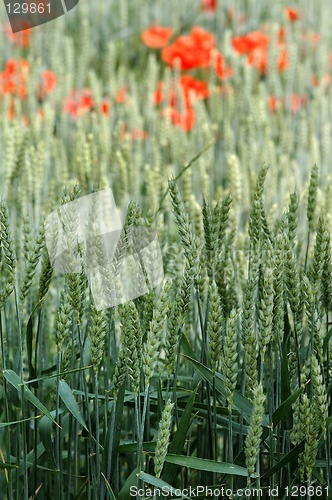 Image of Green rye and red poppies