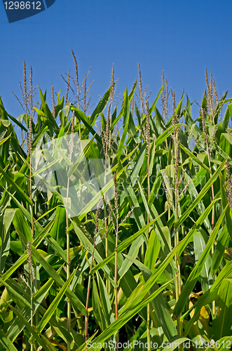 Image of Corn field
