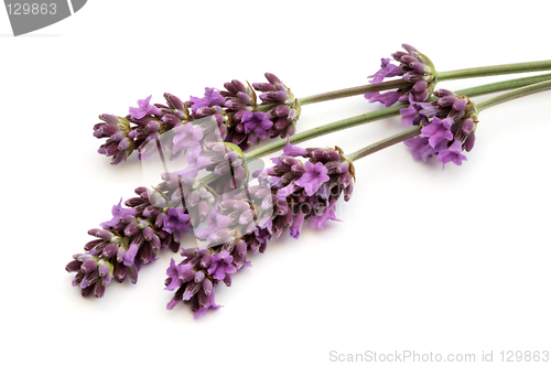 Image of Lavender