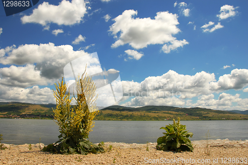 Image of Danube riverbank