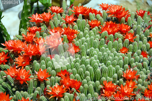 Image of Cactus red flowers