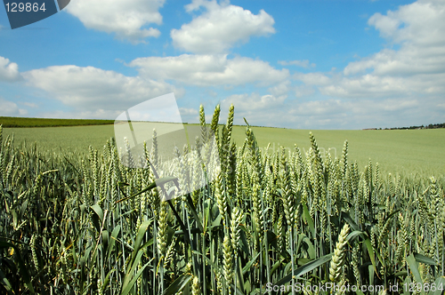 Image of Green rye and blue sky