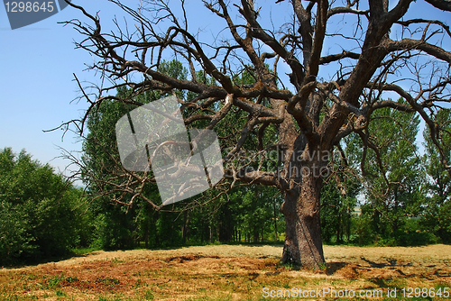 Image of Lonely dry tree