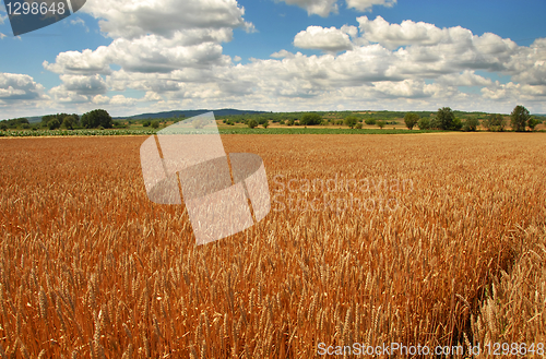 Image of Wheat field