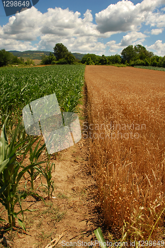 Image of Wheat and corn planting